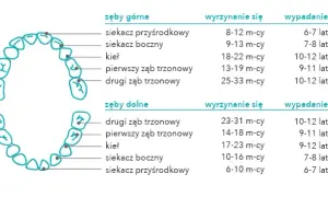 Jak odróżnić ząb stały od mlecznego? Praktyczny przewodnik