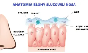 Błona śluzowa jamy ustnej: gdzie jest, funkcje i jak dbać?