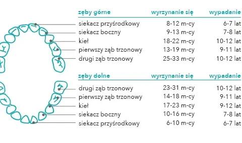 Jak odróżnić ząb stały od mlecznego? Praktyczny przewodnik