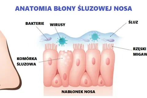 Błona śluzowa jamy ustnej: gdzie jest, funkcje i jak dbać?