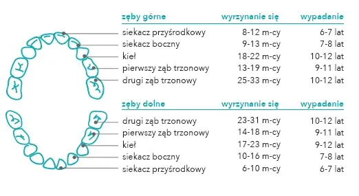 Jak odróżnić ząb stały od mlecznego? Praktyczny przewodnik