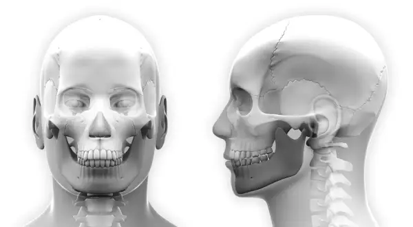 Anatomia czaszki z przodu i z boku, ukazująca staw skroniowo-żuchwowy, kluczowy przy zwichnięciu szczęki.