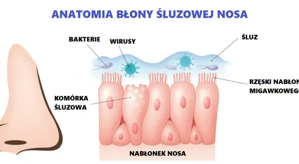Błona śluzowa jamy ustnej: gdzie jest, funkcje i jak dbać?