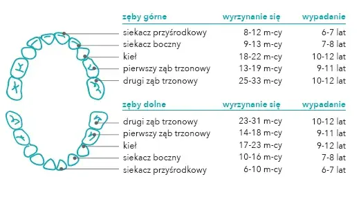 Jak odróżnić ząb stały od mlecznego? Praktyczny przewodnik