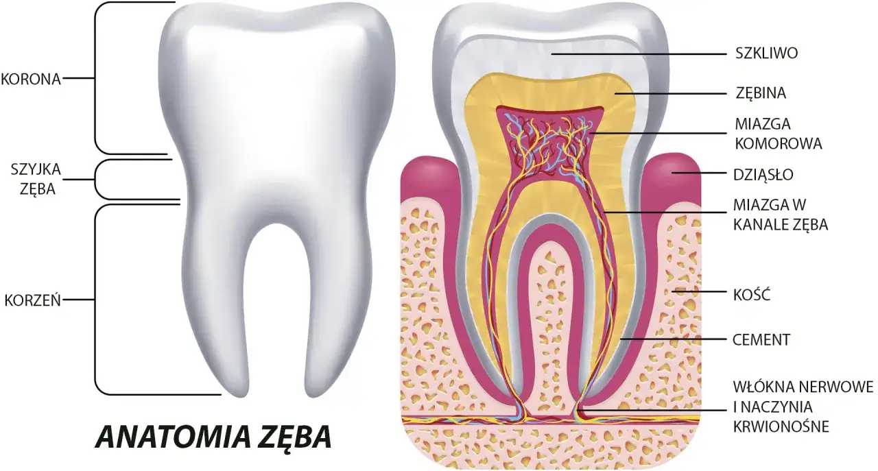 Anatomia zęba 7 g&oacute;rnego schemat kanał&oacute;w korzeniowych