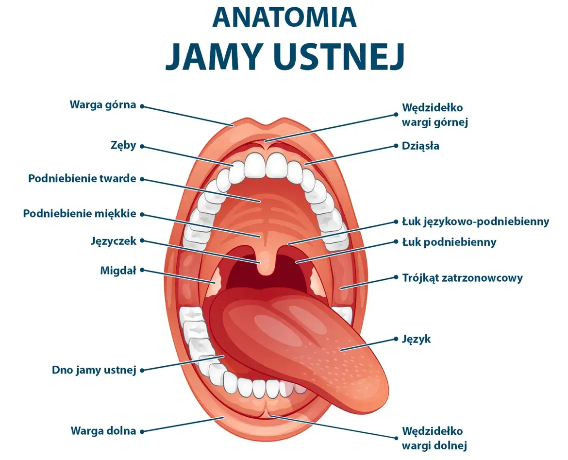 anatomia błony śluzowej jamy ustnej schemat