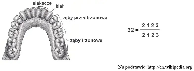 schemat uzębienia dorosłego człowieka