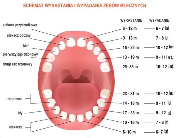 Ile zębów ma dziecko? Mleczaki i stałe kompletny przewodnik