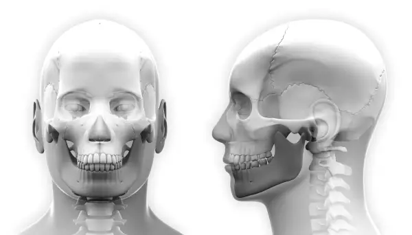 Anatomia czaszki z przodu i z boku, ukazująca staw skroniowo-żuchwowy, kluczowy przy zwichnięciu szczęki.