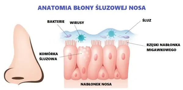 Błona śluzowa jamy ustnej: gdzie jest, funkcje i jak dbać?